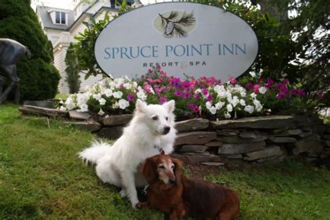 dog friendly hotels in wells maine|THE 10 BEST Pet